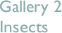 Gallery 2 Insects
